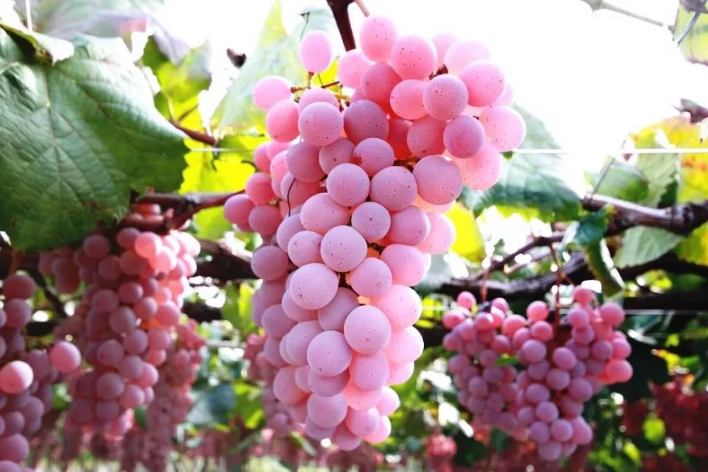 Grape